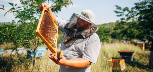 Roman Mereuta, beekeeper.