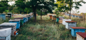 Beehives in Opaci, Causeni distric.