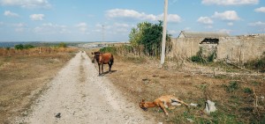 Horses near the monastery of Tipova, Rezina district.